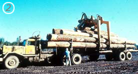 With the unloader holding the logs in place, the truck driver releases the load binders. With the unloader holding the logs in place, the truck driver releases the load binders.