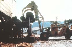 Carrier truck moves logs onto log deck. Carrier truck moves logs onto log deck.