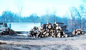 Logs in log yard Logs in log yard