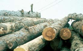 Logs in storage in log yard. Can you spot the potential hazard? Logs in storage in log yard. Can you spot the potential hazard?
