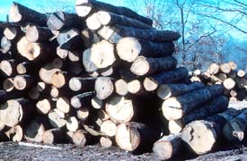 Unstable log pile creating an unsafe work area. Unstable log pile creating an unsafe work area.